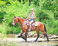 drill-team-friesian-horse
