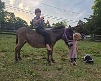 donkey-mare
