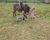 donkey-for-sale