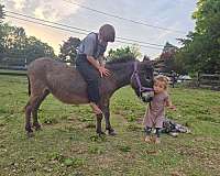 donkey