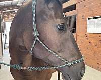 all-around-quarter-horse