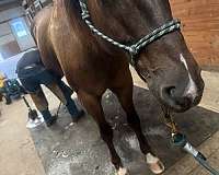 best-quarter-horse