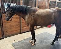 boy-quarter-horse