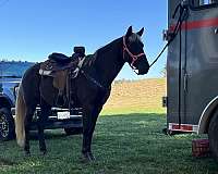 chocolate-athletic-trail-horse