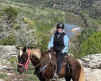 rocky-mountain-horse-for-sale