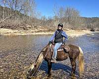 rocky-mountain-mare