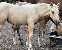 palomino-foundation-ranch-horse