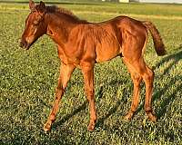 quarter-horse-colt