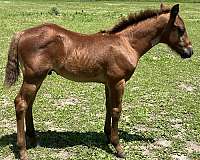 quarter-horse-for-sale