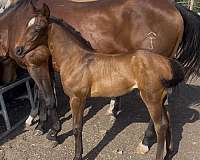 quarter-horse-filly