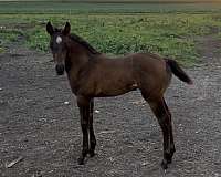 great-prospect-filly
