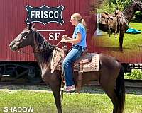 four-missouri-fox-trotter-horse