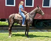 gentle-trail-missouri-fox-trotter-horse