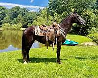 mannered-missouri-fox-trotter-horse