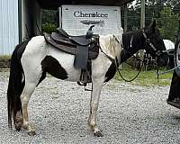trail-working-standardbred-horse