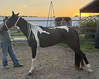 gaited-spotted-saddle-horse