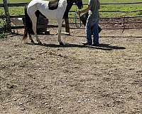 pacing-spotted-saddle-horse