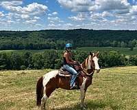 trail-trail-riding-pinto-quarter-horse
