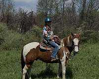 pinto-pinto-quarter-horse-gelding