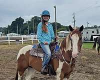 pinto-quarter-horse-gelding
