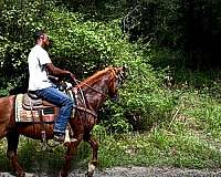 safe-trail-horse-paso-fino
