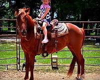 smooth-riding-horse-mare