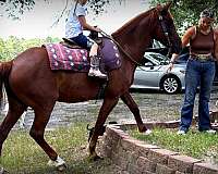 kid-friendly-horse-mare