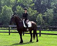 cross-harness-friesian-percheron-horse