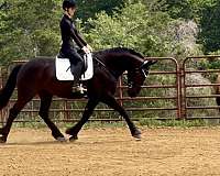 black-friesian-percheron-for-sale