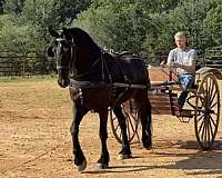 black-friesian-percheron-horse