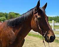 thoroughbred-mare