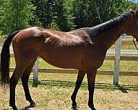thoroughbred-horse-for-sale