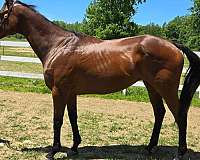 thoroughbred-horse