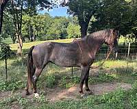 midwest-tennessee-walking-horse