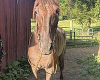 trail-horse-tennessee-walking