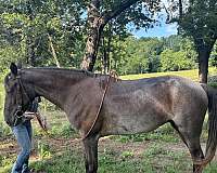 twh-tennessee-walking-horse