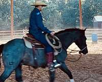 star-horse