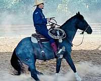 blue-roan-star-horse