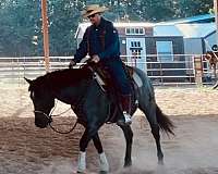 ability-quarter-horse
