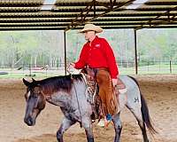age-quarter-horse