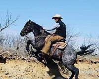 all-around-quarter-horse