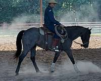 aqha-quarter-horse