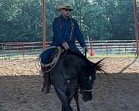 aqha-blue-roan-quarter-horse