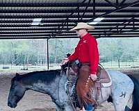 athletic-quarter-horse