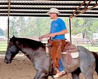 attitude-quarter-horse