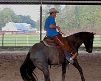 barefoot-quarter-horse