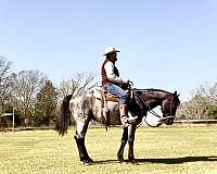 barn-quarter-horse