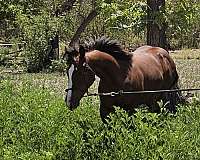 register-of-merit-filly-mare