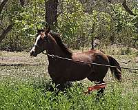 quarter-horse-for-sale