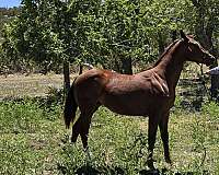 quarter-horse-filly